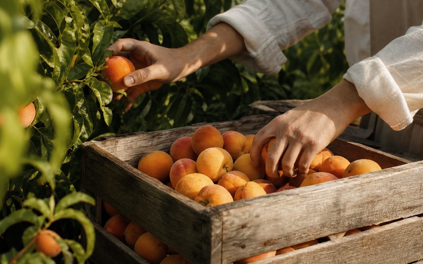 Hands harvesting stone fruit into a crate